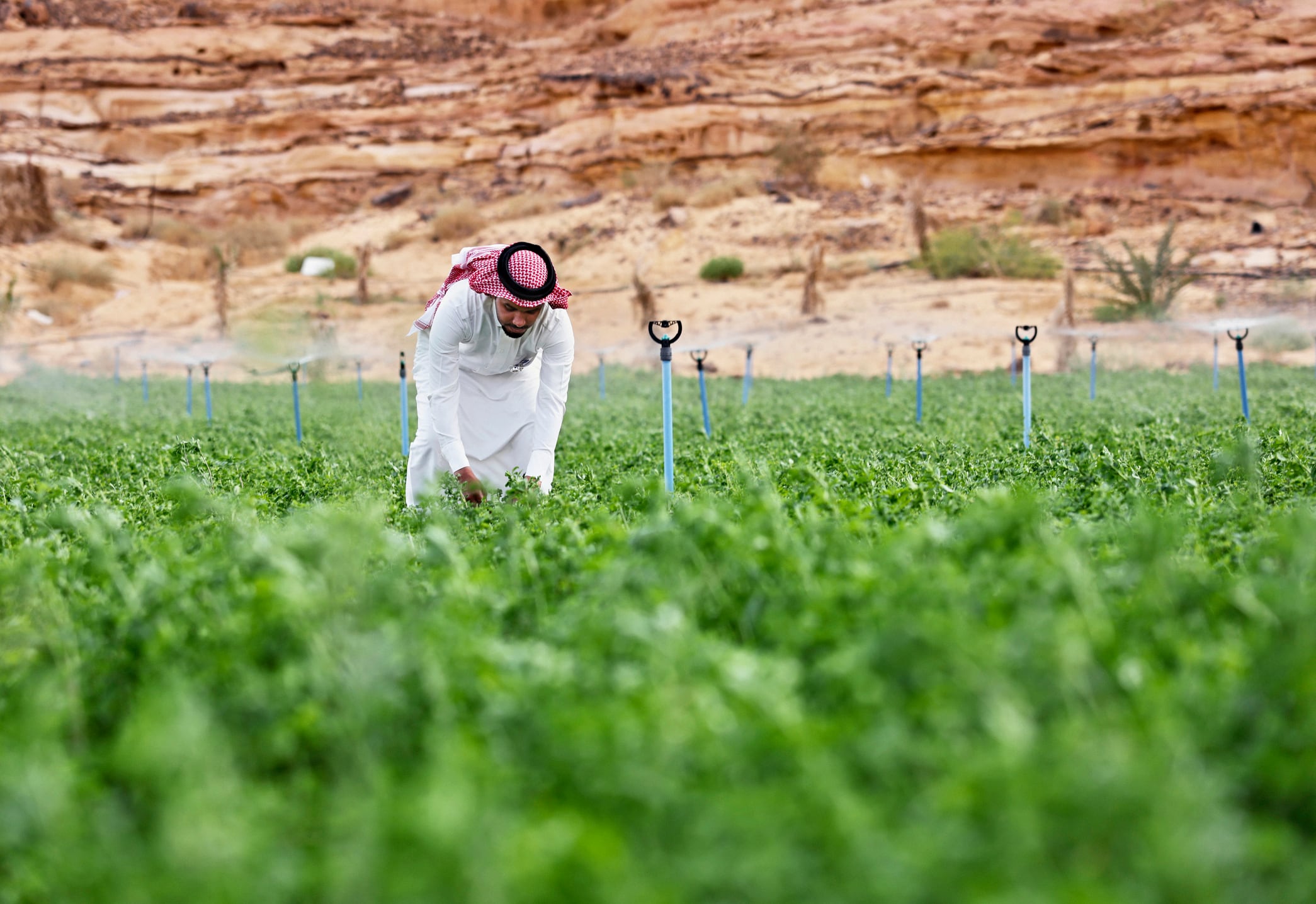 New tech promises to bring new crops to once unsuitable arid regions 