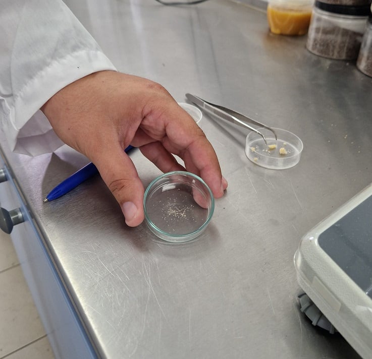 Nasekomo upgrades neonate tech to boost insect protein production