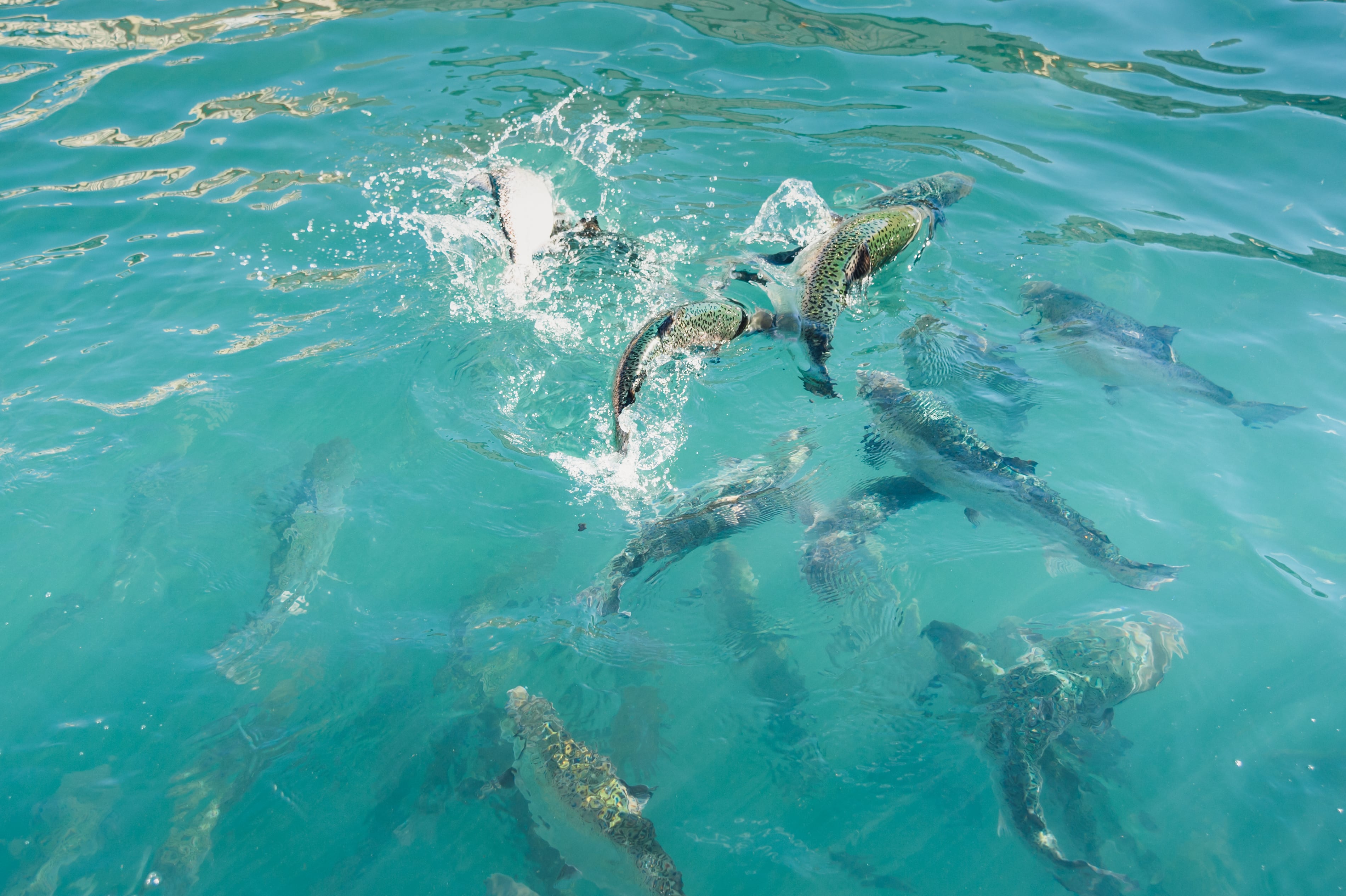 When will algal oil scale up to transform aquaculture?