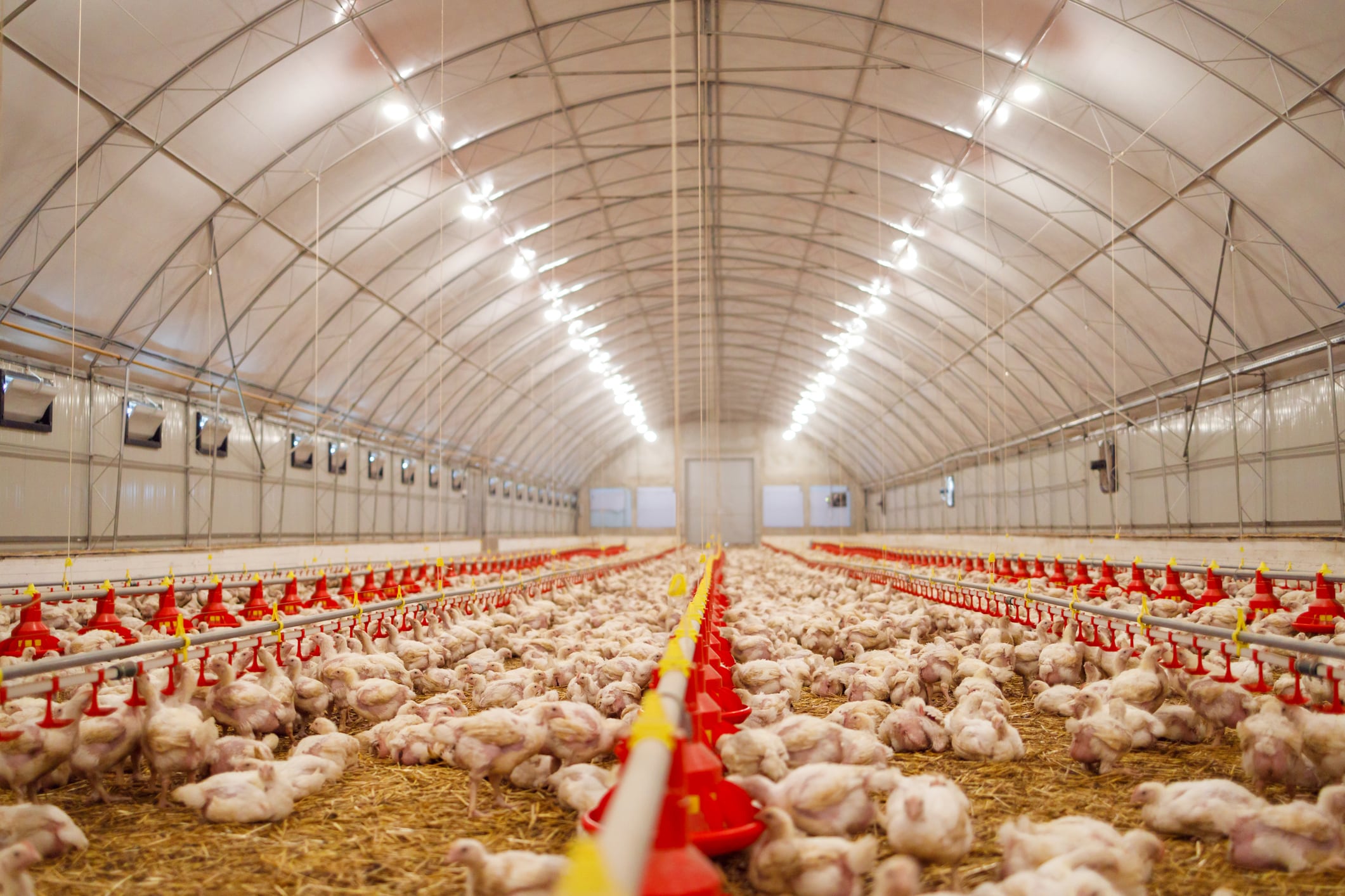 Benson Hill collaborates with Tyson Hill on broiler data 