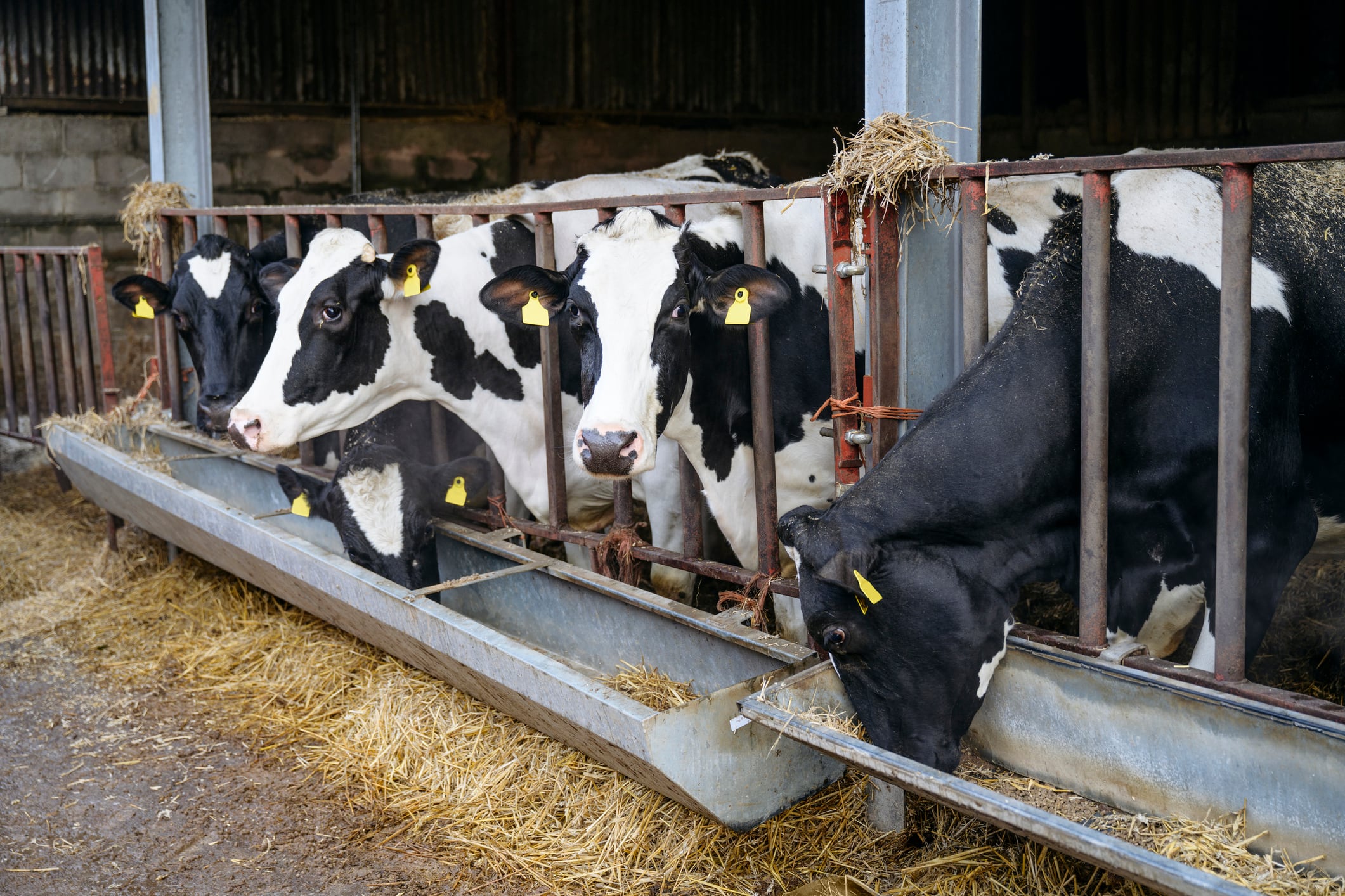 Will smarter feed strategies slash emissions in UK dairy sector?