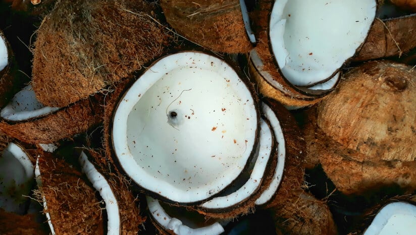 Ripe for growth: Vietnam seeks to reform coconut farming to unlock billion-dollar export potential