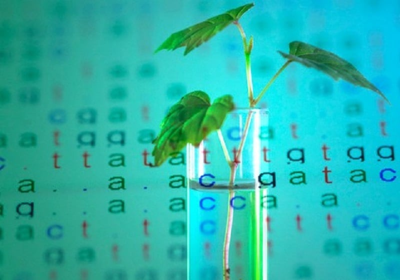 The challenges genomic selection has to overcome to revolutionise fruit, vegetable crop breeding