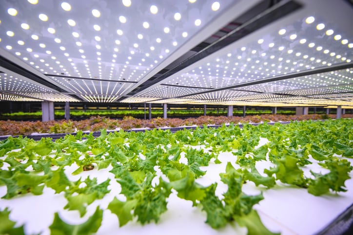 Global ag is ‘dishearteningly under-optimised’: Hexafarms gets €1.3m to digitise indoor farming 
