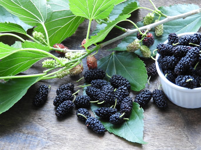 Gene editing company Pairwise unveils ‘world’s first’ seedless blackberry
