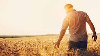 The mycotoxin landscape: Insights  on the impacts of climate variability on mycotoxin risk 