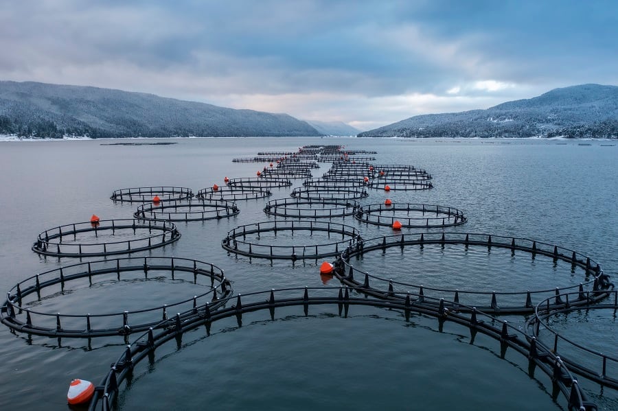  Aquaculture Stewardship Council focuses on building education around sustainably sourced seafood in US