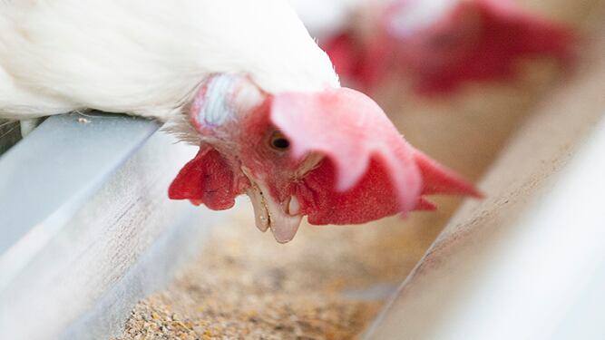 A nutritional approach to prolong the production cycle of aging laying hens