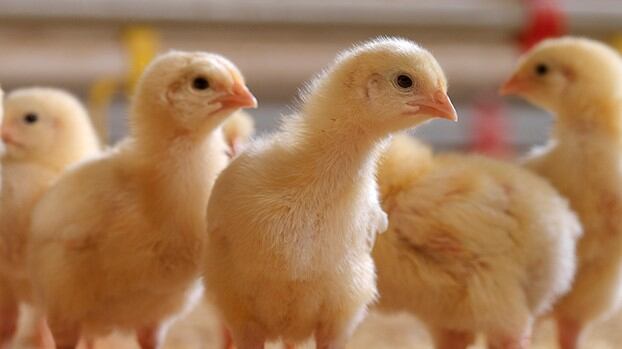 High P matrix values for a phytase: is phytate-P the limiting factor?