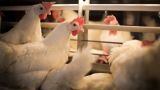 Improving production efficiency and egg quality traits while reducing carbon emissions