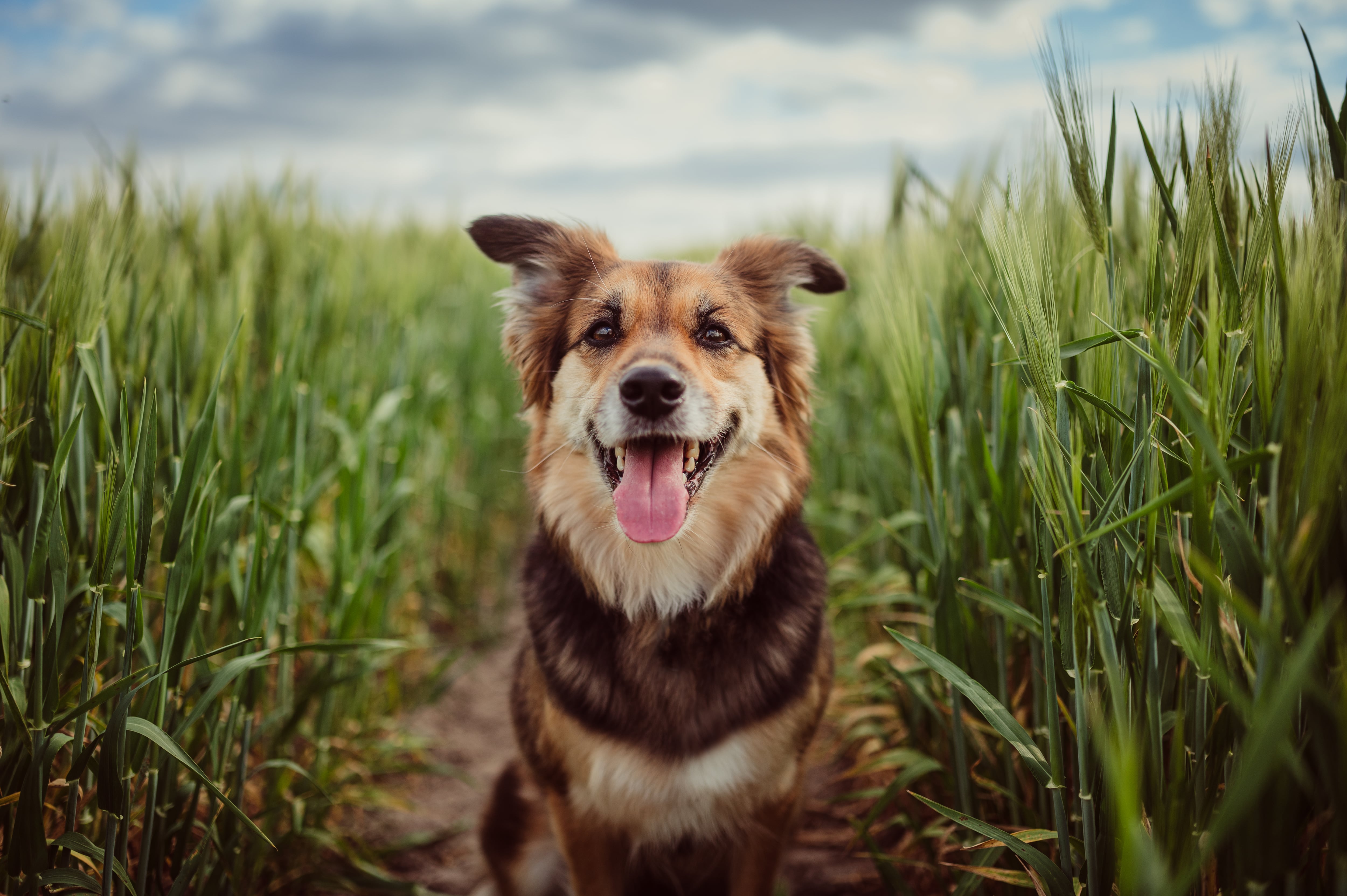 Bringing the benefits of regen ag to pet food 