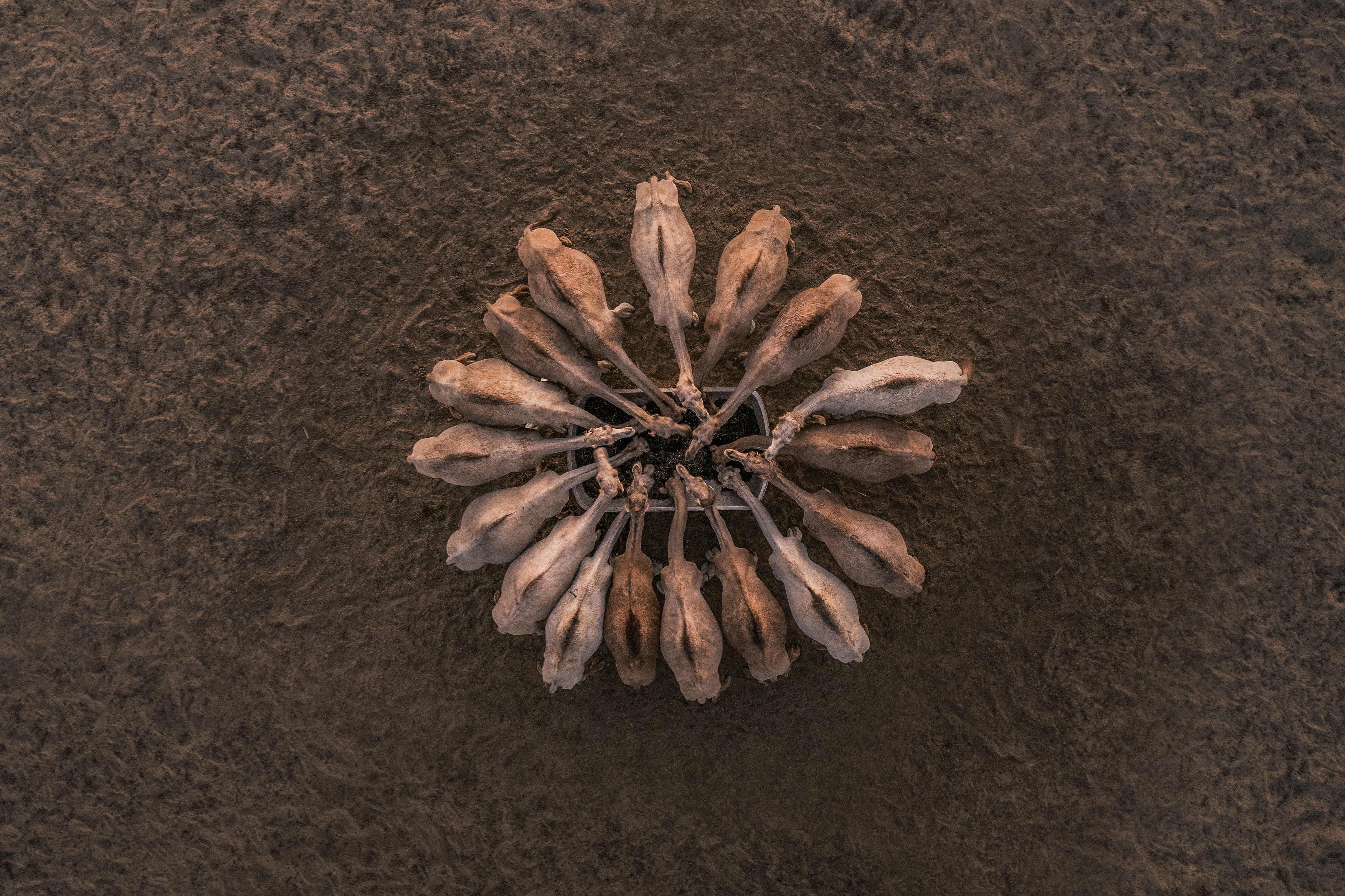 ‘We need to understand that livestock is here to stay’: Support emerging tech to improve livestock resilience in the MEASA region, experts say