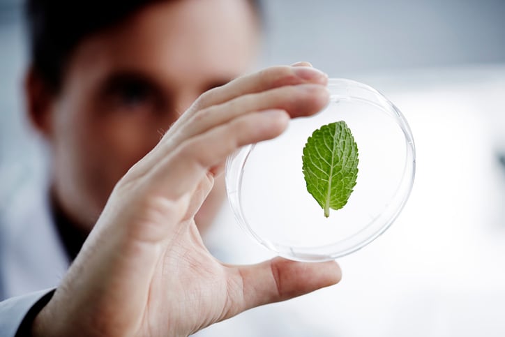 Study says ‘vaccinating’ plants could reduce pesticide use and secure global food supplies