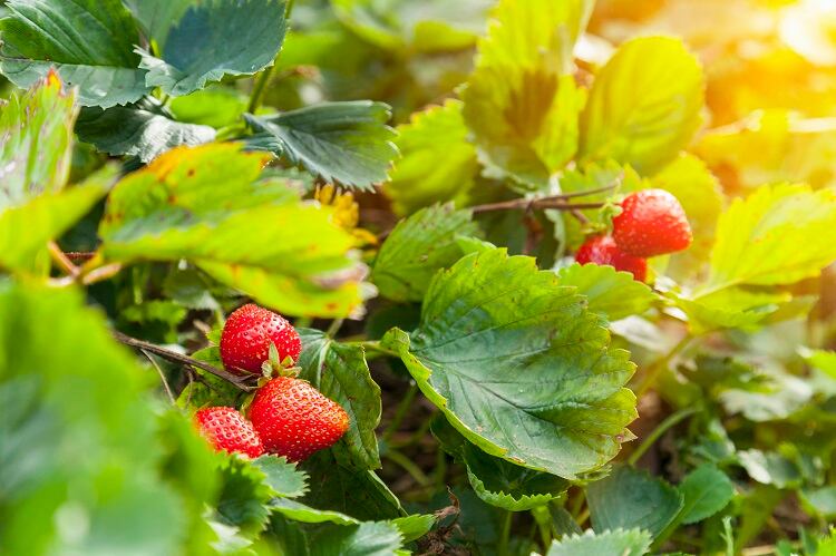 Strawberry yields forever? The impact of high temperatures on strawberries 
