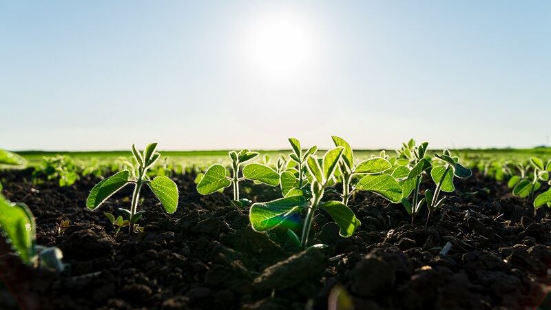 ProGro Bio plans expansion into biocontrol market, seeks EPA approval  