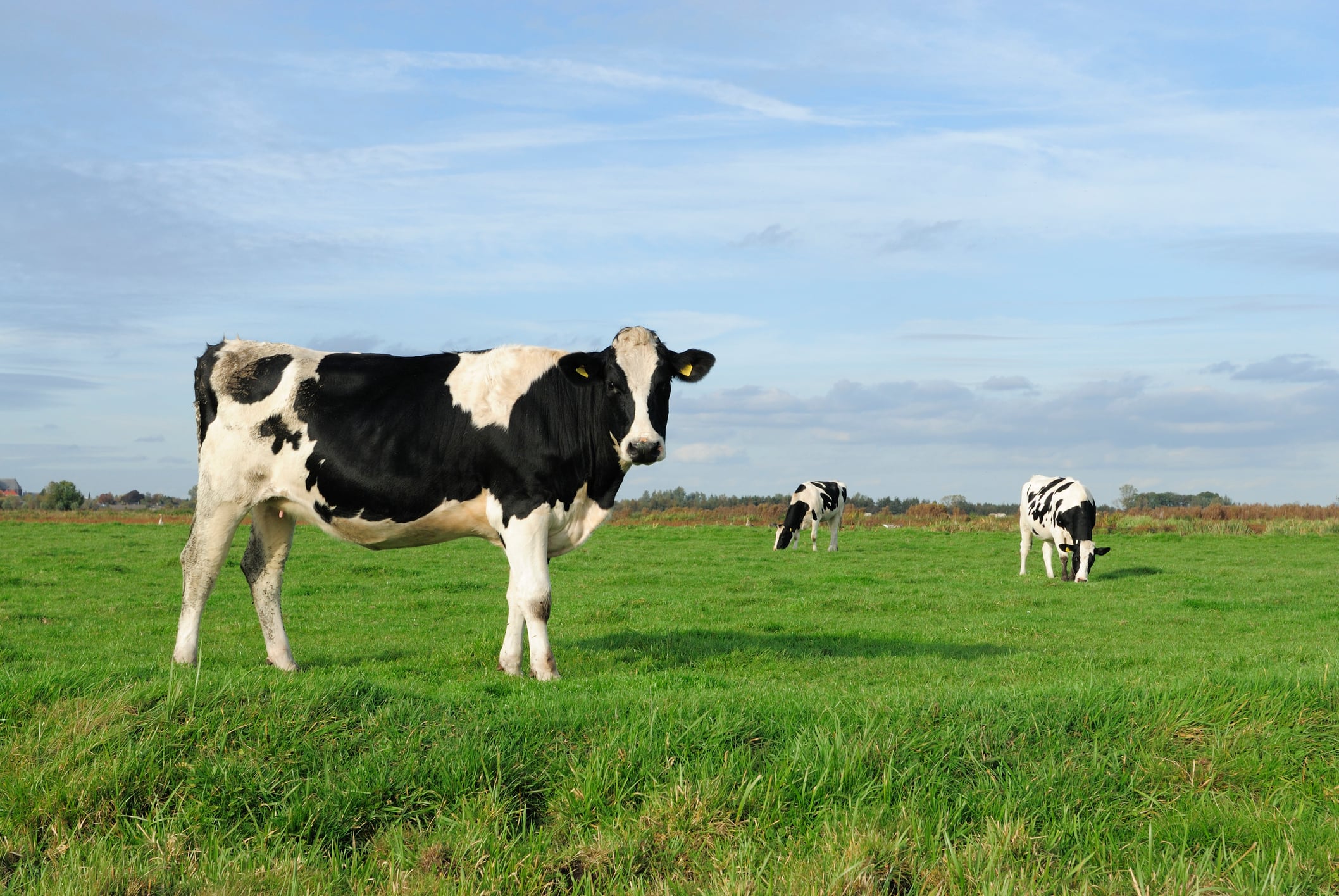 AgriZeroNZ backs two methane-cutting start-ups to help farmers meet Scope 3 demands