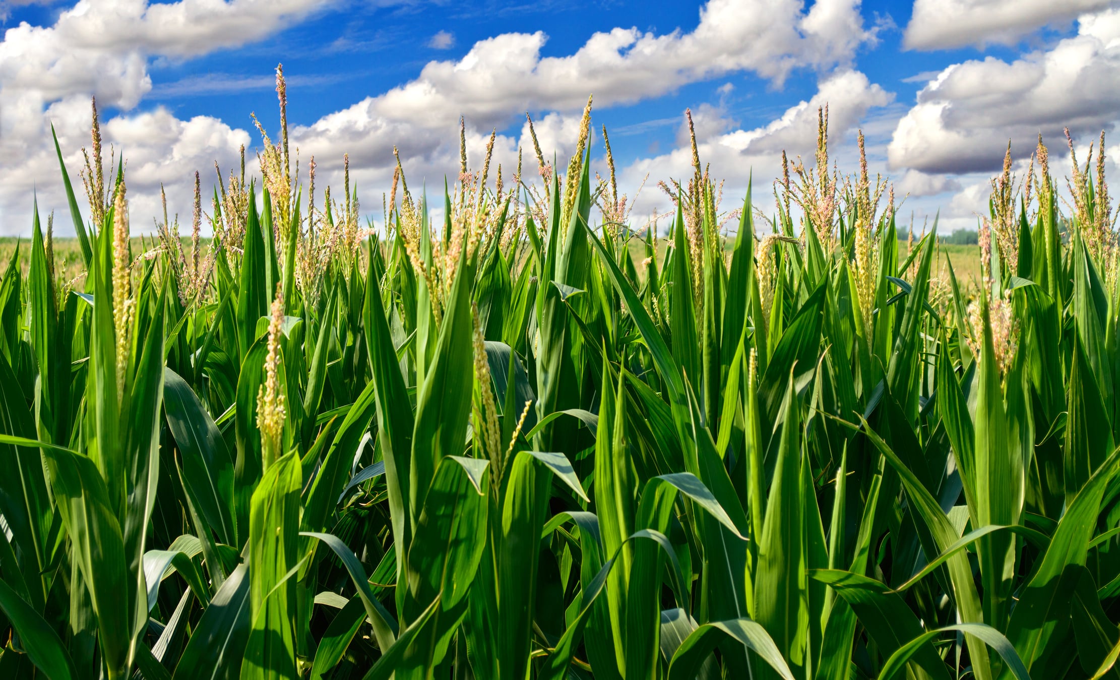 Are mycotoxins compromising nutritional quality of US corn?