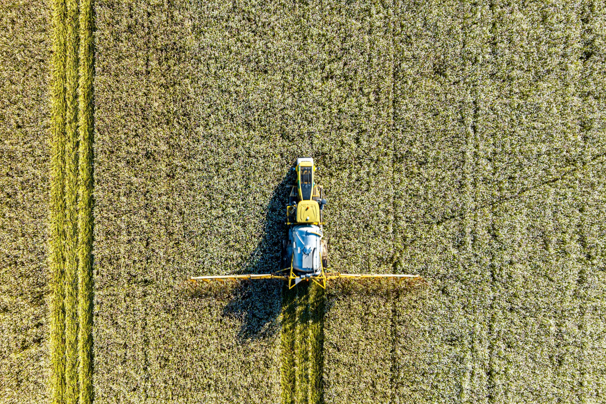 ‘Programmable plants’ to be created by British agri-biotech Azotic Technologies 