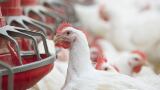 How nutritional solutions can enhance broiler productivity and environmental sustainability