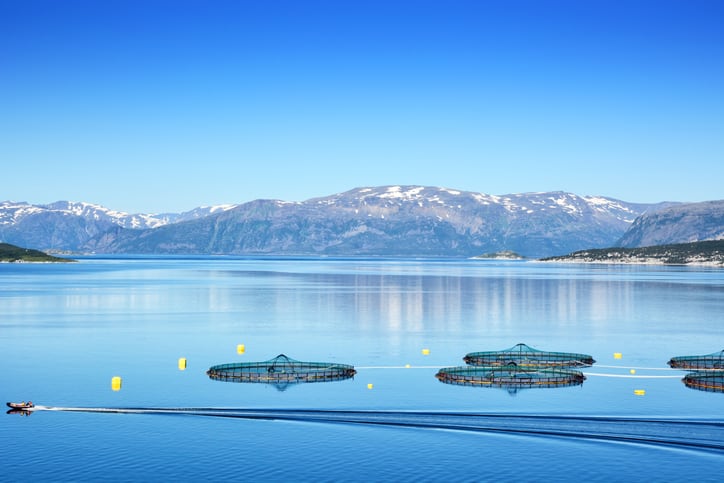 Is there a link between declining marine osmolytes in feed and rising winter wounds and ulcers in salmon?