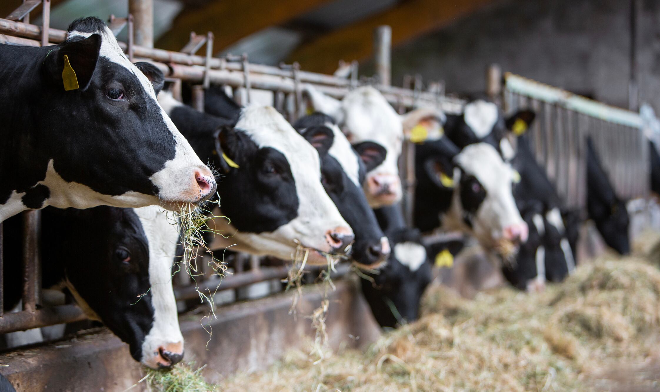 Cracking the code of calf resilience: What decades of milk research is revealing about immunity, efficiency, and longevity