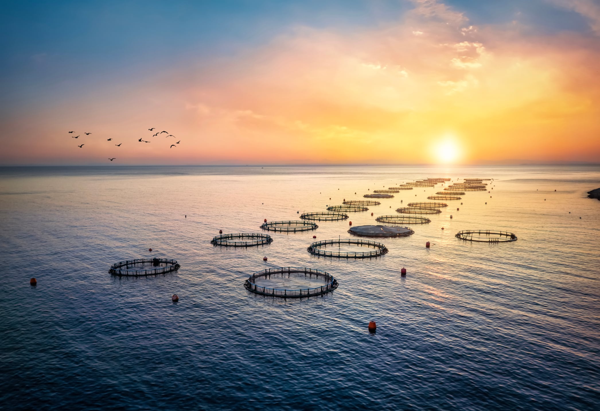 What’s shaping aquaculture and its growing role in global food security - exclusive analysis