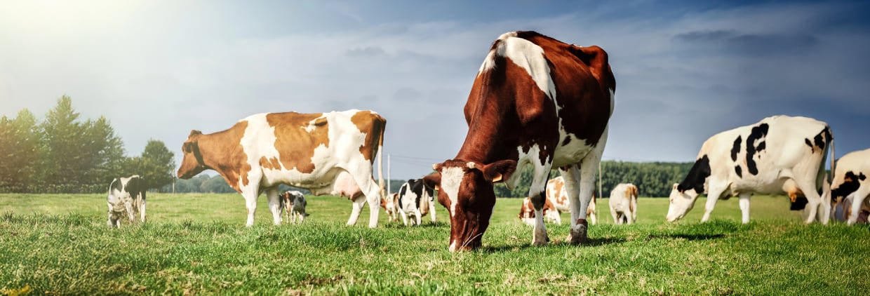 Olive triterpenes modulate methane emissions, studies show 