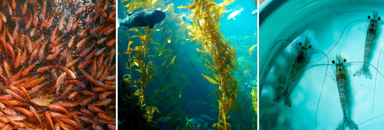 Reimagining aquafeed: Paving the way for scalable, next-gen solutions