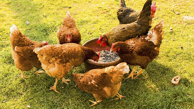 Navigate safe animal feed production & compliance