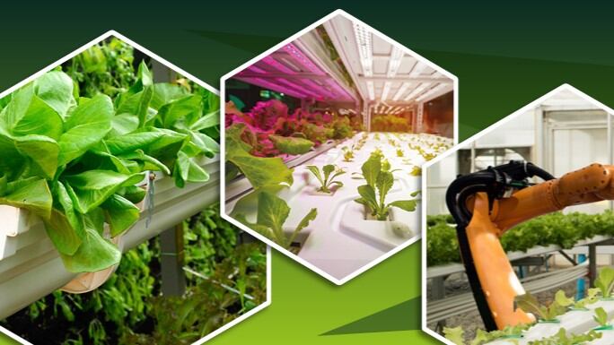 Building supply chain resilience for fresh produce