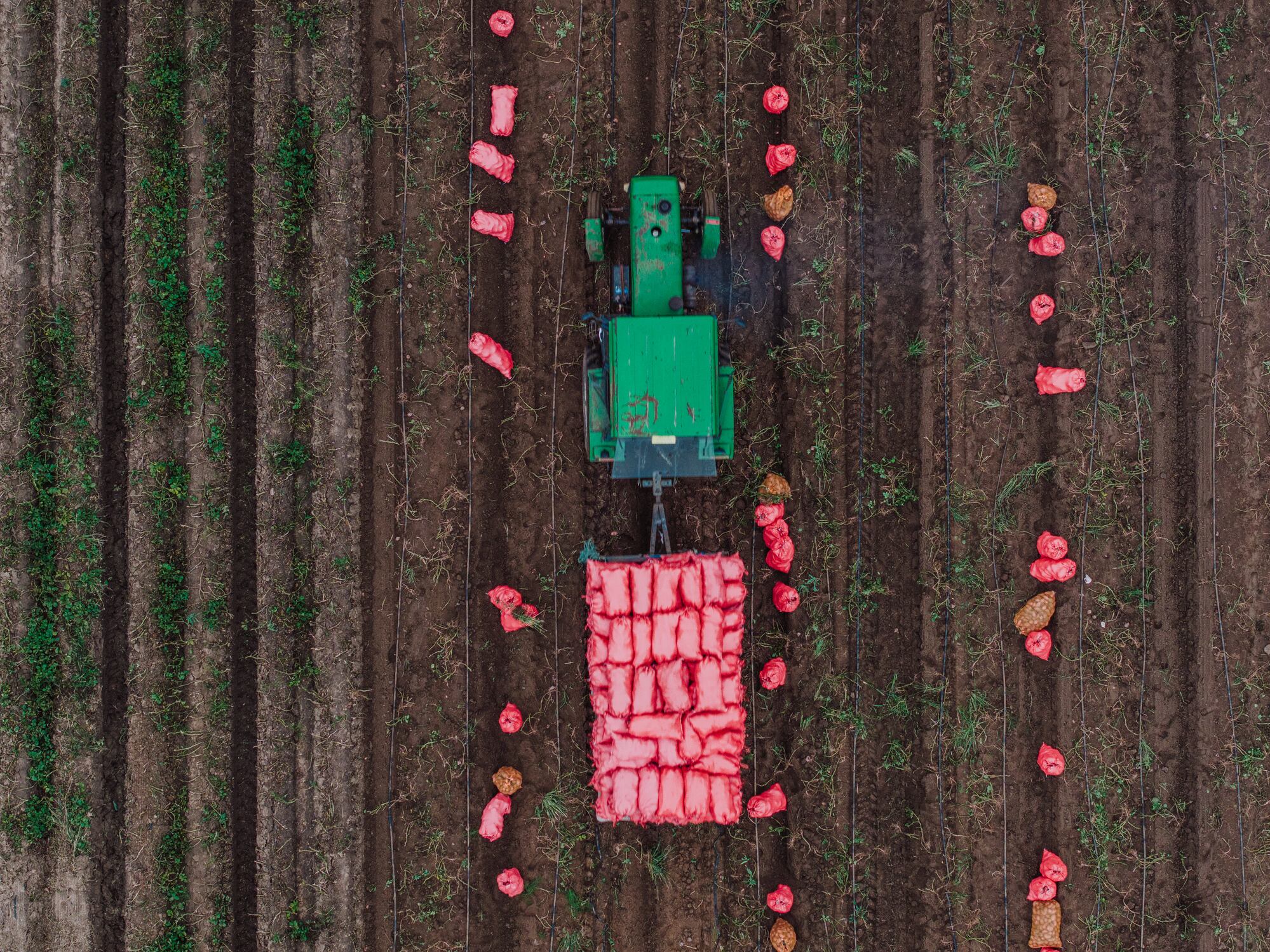 Solynta secures €20m EIB loan to speed its potato tech