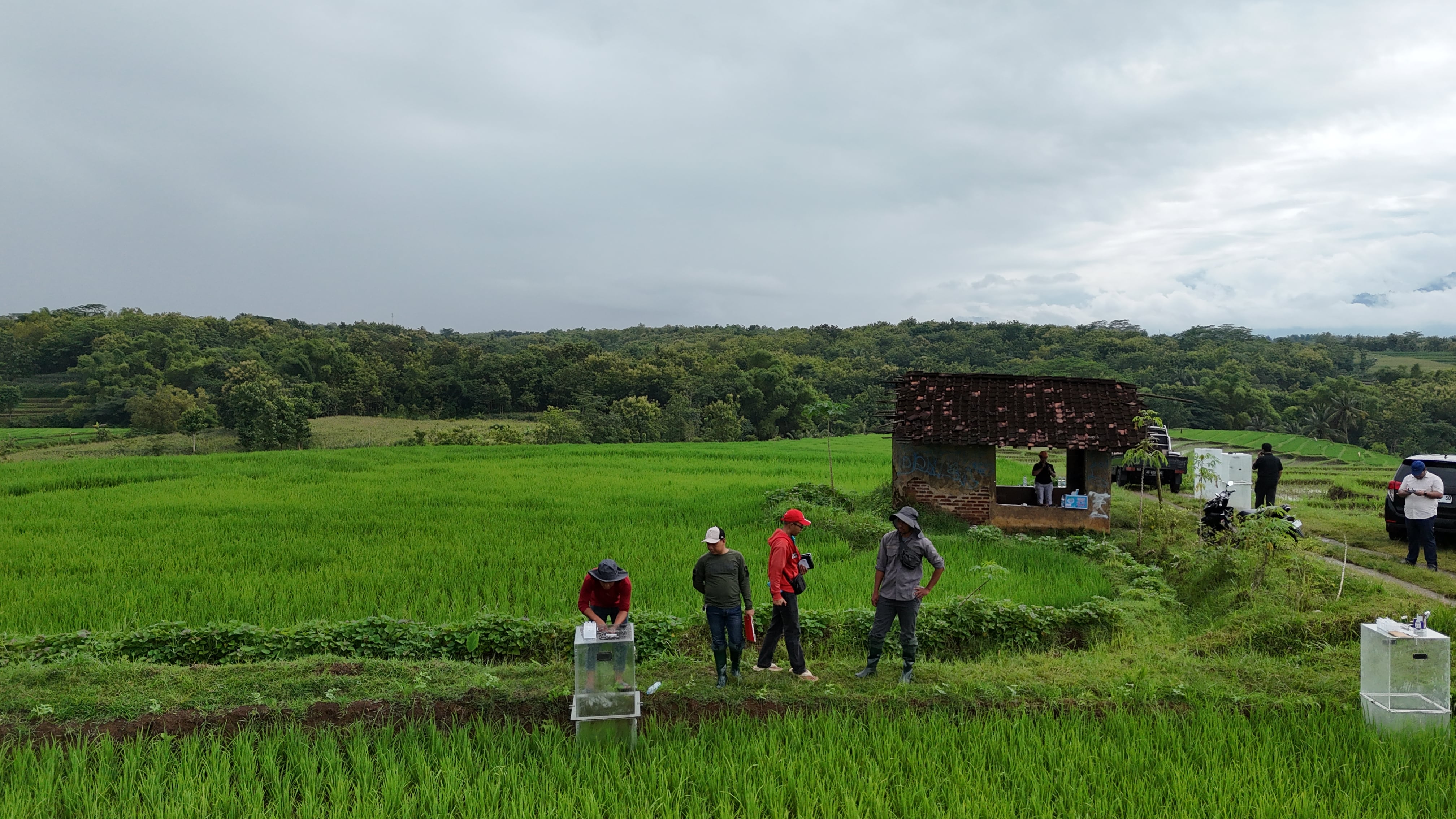 Singapore rice project aims to produce 50,000 tonnes of low-emission rice by 2029